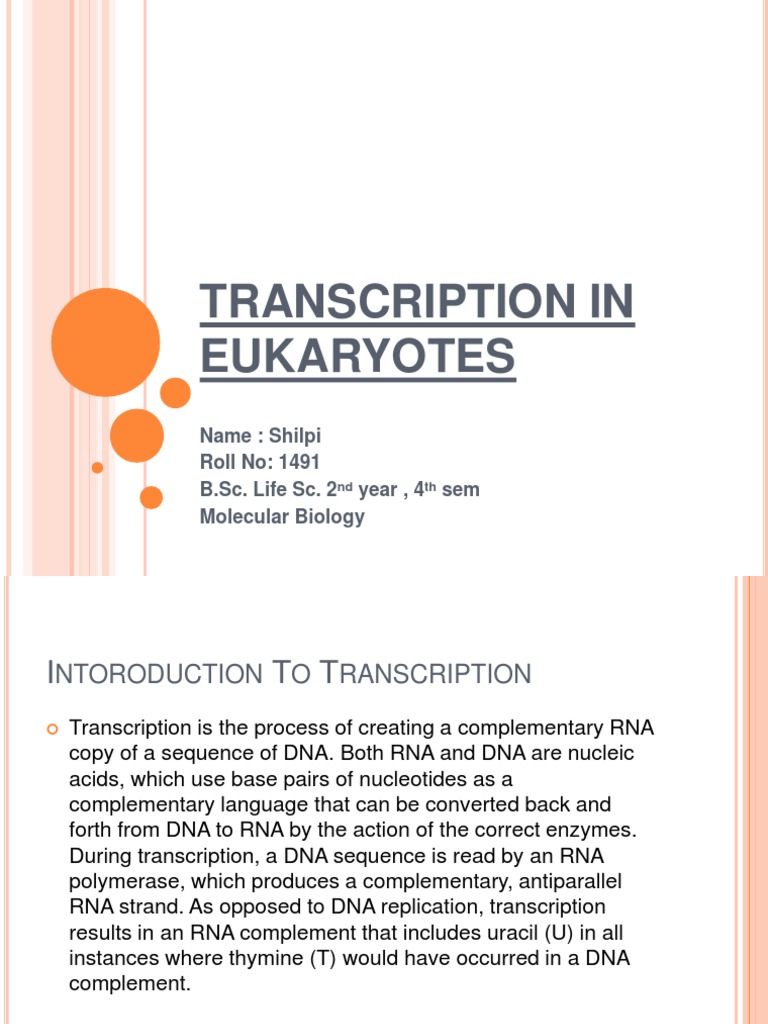 Transcription in Eukaryotes | PDF | Rna | Ribosomal Rna
