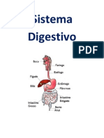 Sistema Digestivo