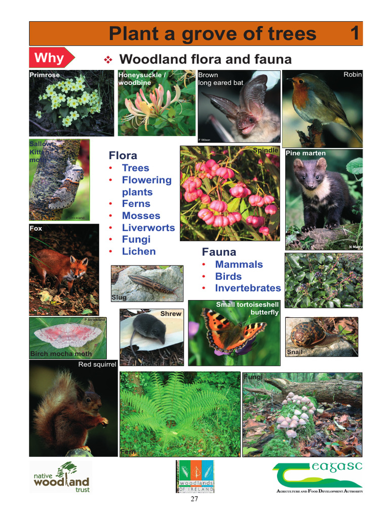 A Grove of Trees | PDF | Trees | Plants