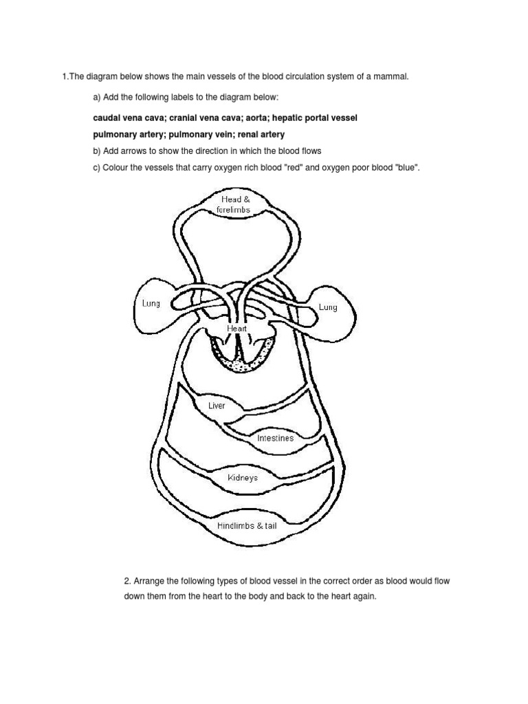 Importance of digestive system essay image