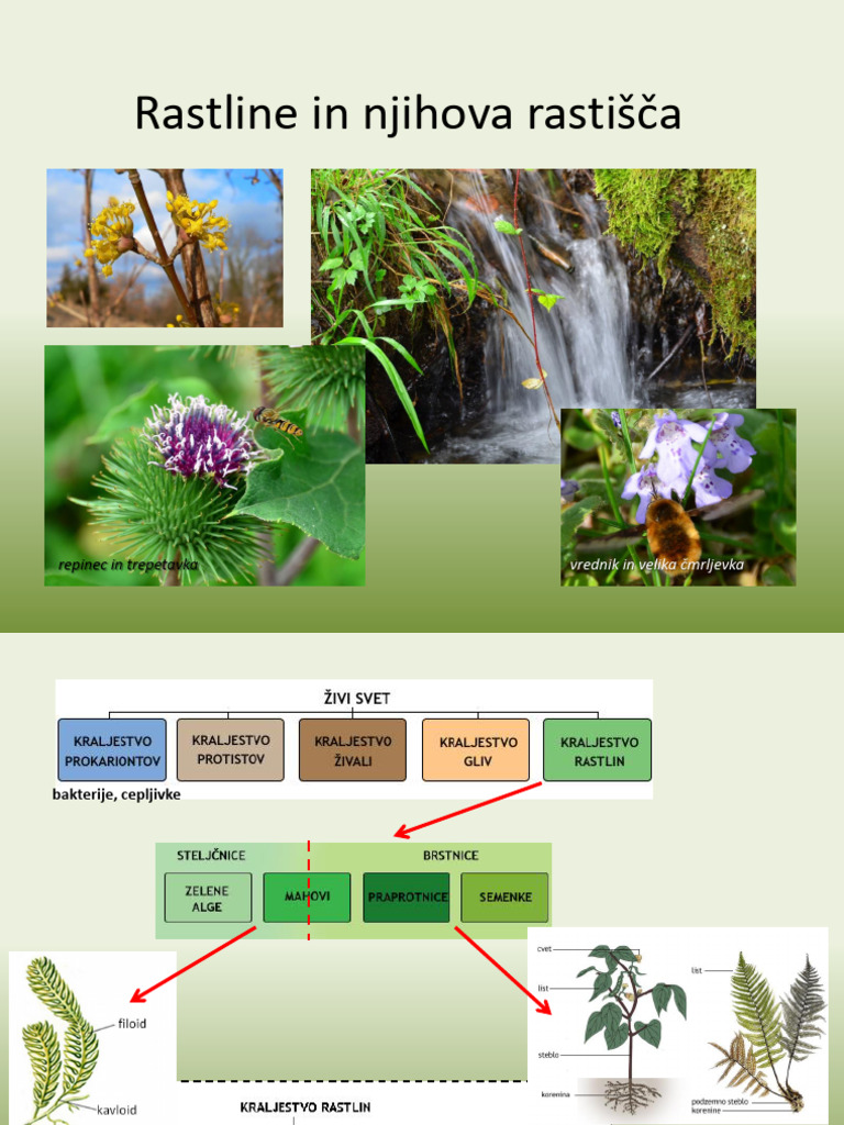 Rastline in Njihova Rastišča | PDF