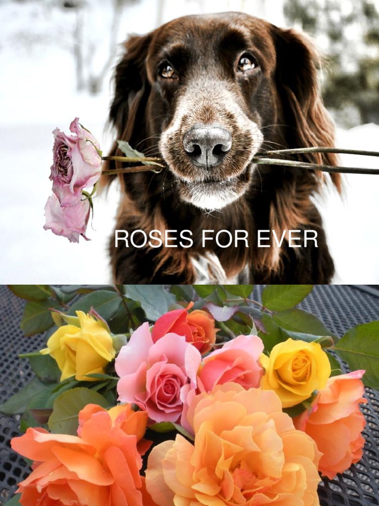 Roses | PDF