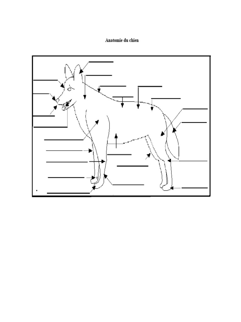 Anatomie du chien Guide des parties du corps PDF — free download