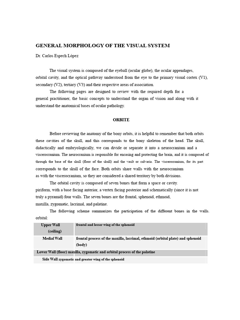 Anatomy of the Visual System Explained | PDF | Human Eye | Nervous System