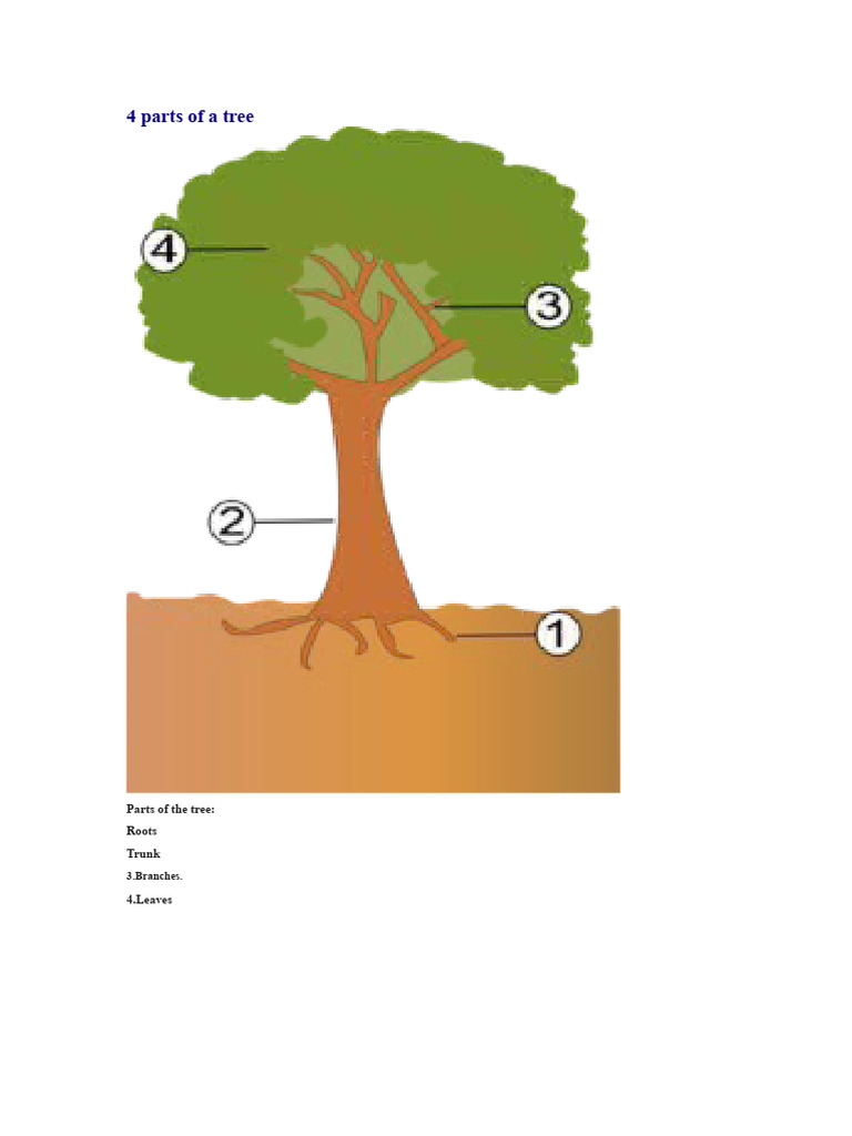 4 Parts of A Tree | PDF