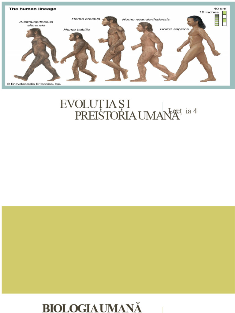 Lectia 4 - Evoluția Și Preistorie Umană | PDF
