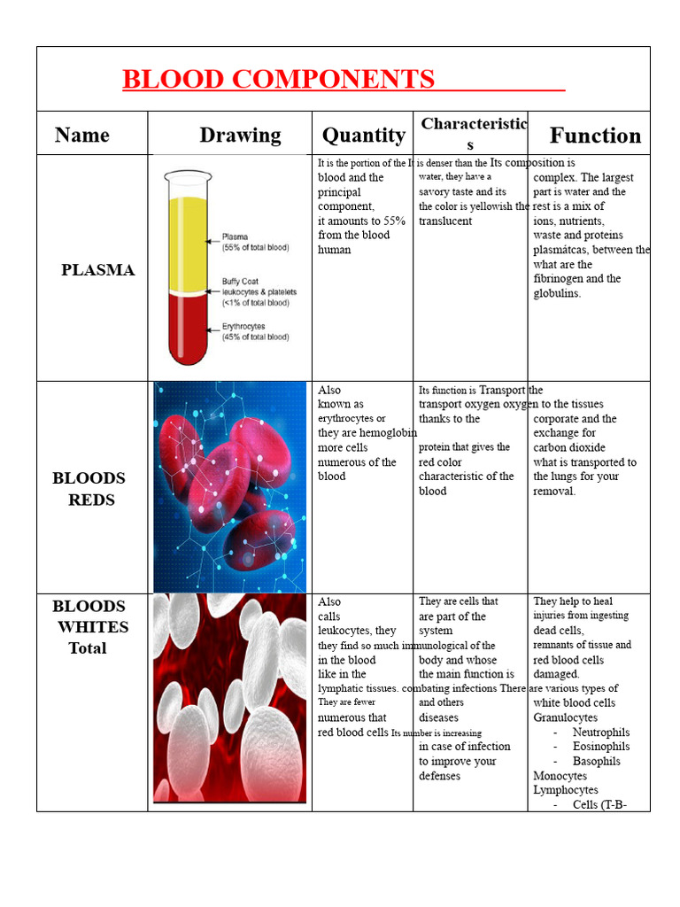 Blood Components and Their Functions | PDF | White Blood Cell | Lymphocyte