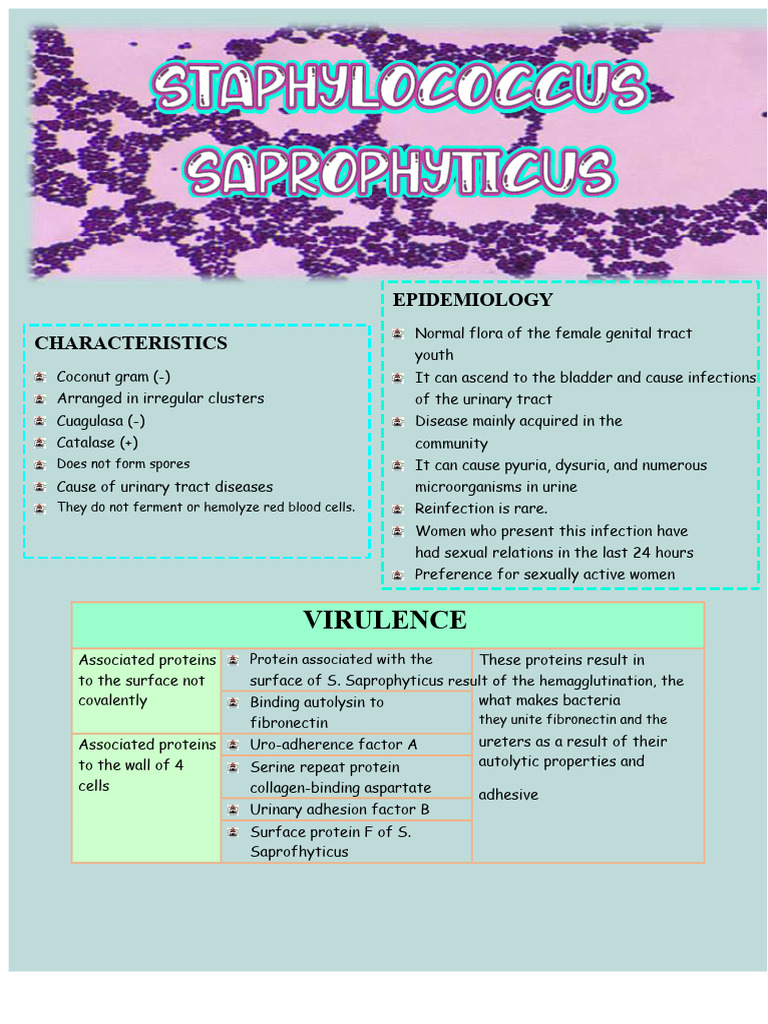 Staphylococcus Saprophyticus | PDF | Infection | Urinary Tract Infection