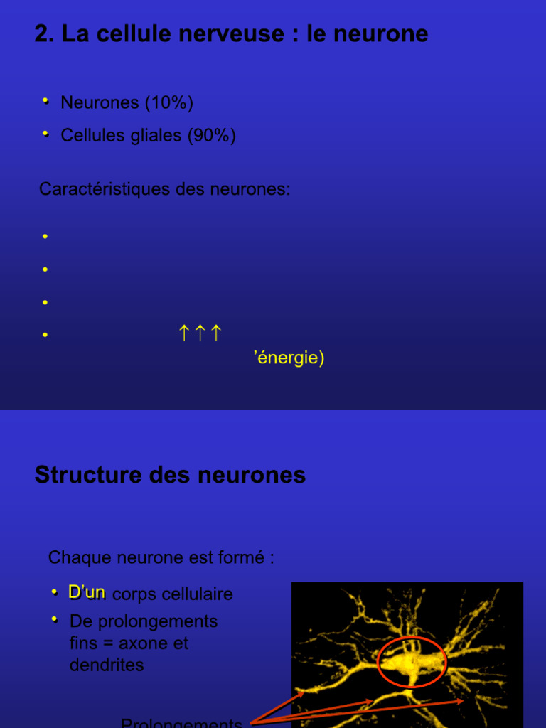 Anatomie et Fonction des Neurones | PDF | Nerf | Neurone