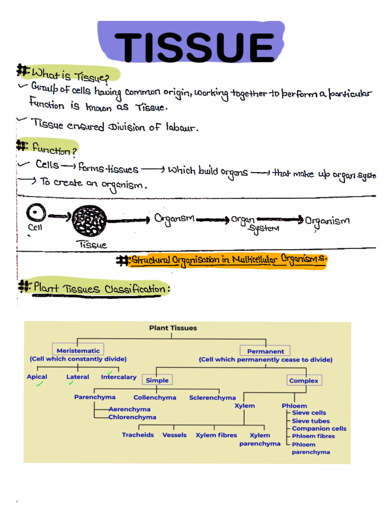 Tissue Handwritten Notes | PDF