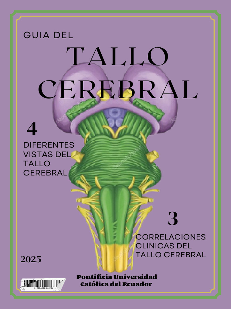 Tallo Cerebral PDF | PDF | Anatomía humana | Neurociencia