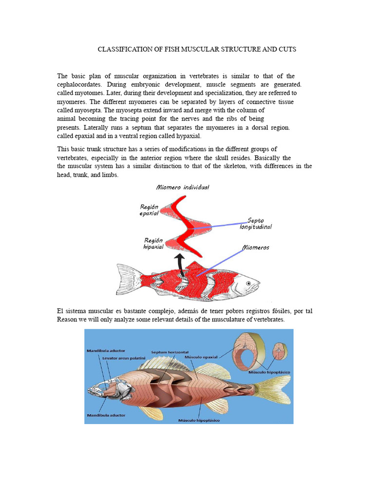 Classification of Fish Muscle Structure and Cuts | PDF