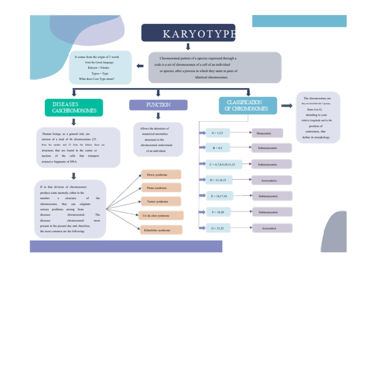 KARYOTYPE | PDF | Chromosome | Cell Biology
