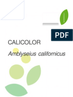 AMBLYSEIUS CALIFORNICUS - Formato