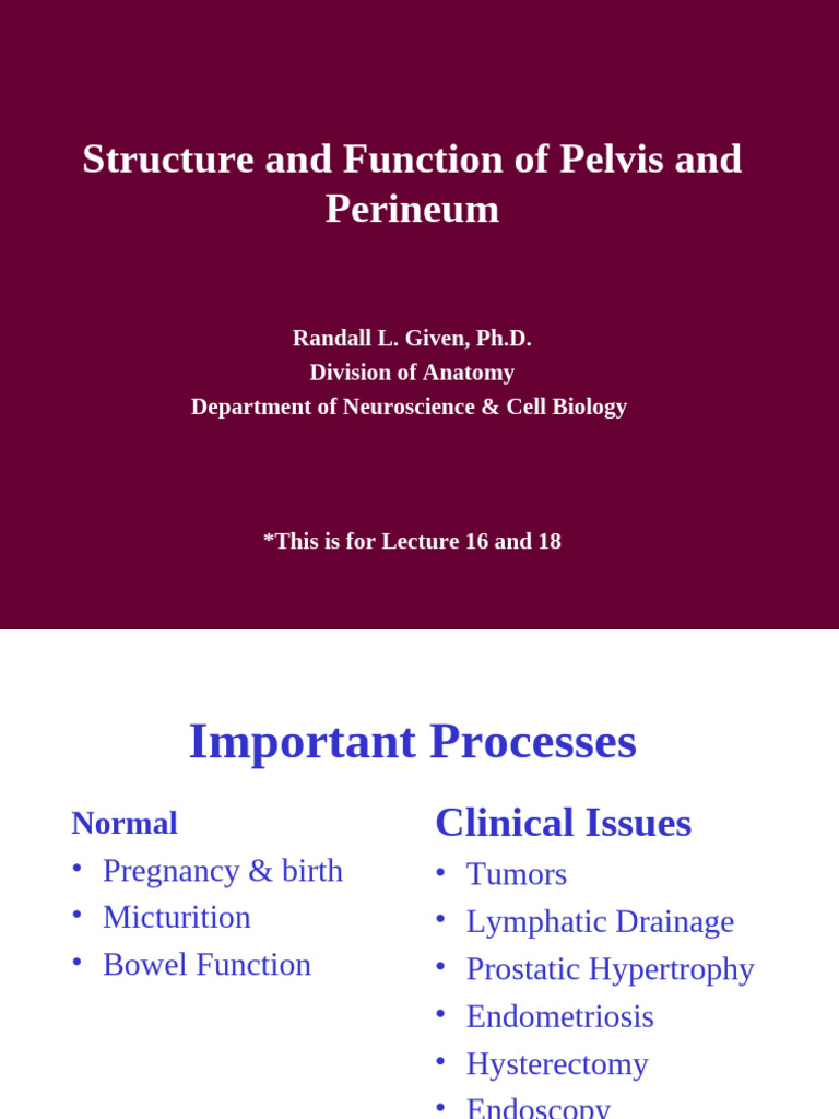 Gar Al16andal18 Given 1516 | PDF | Pelvis | Human Anatomy
