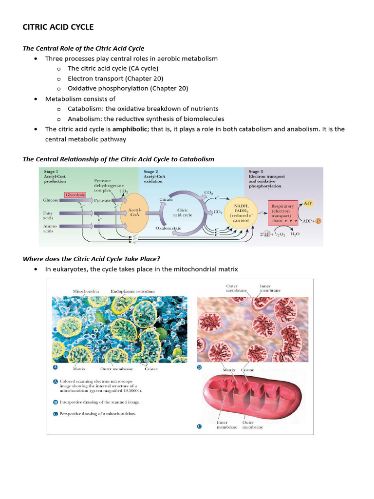 Citric Acid Cycle - Biochem | PDF | Diet & Nutrition | Chemistry