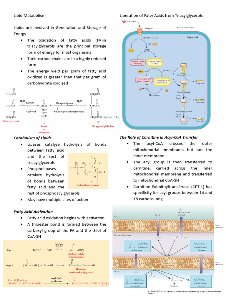 Lipid Metabolism - BIOCHEM | PDF | Fatty Acid | Metabolism