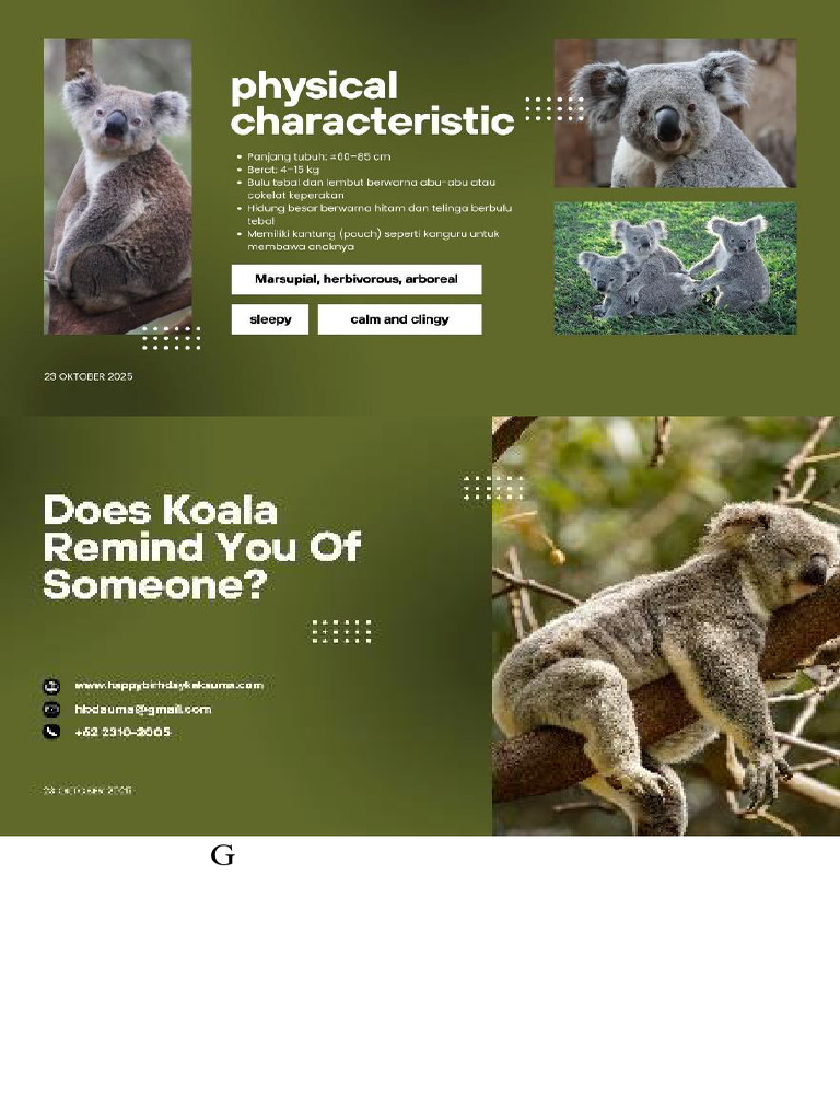 Koala | PDF
