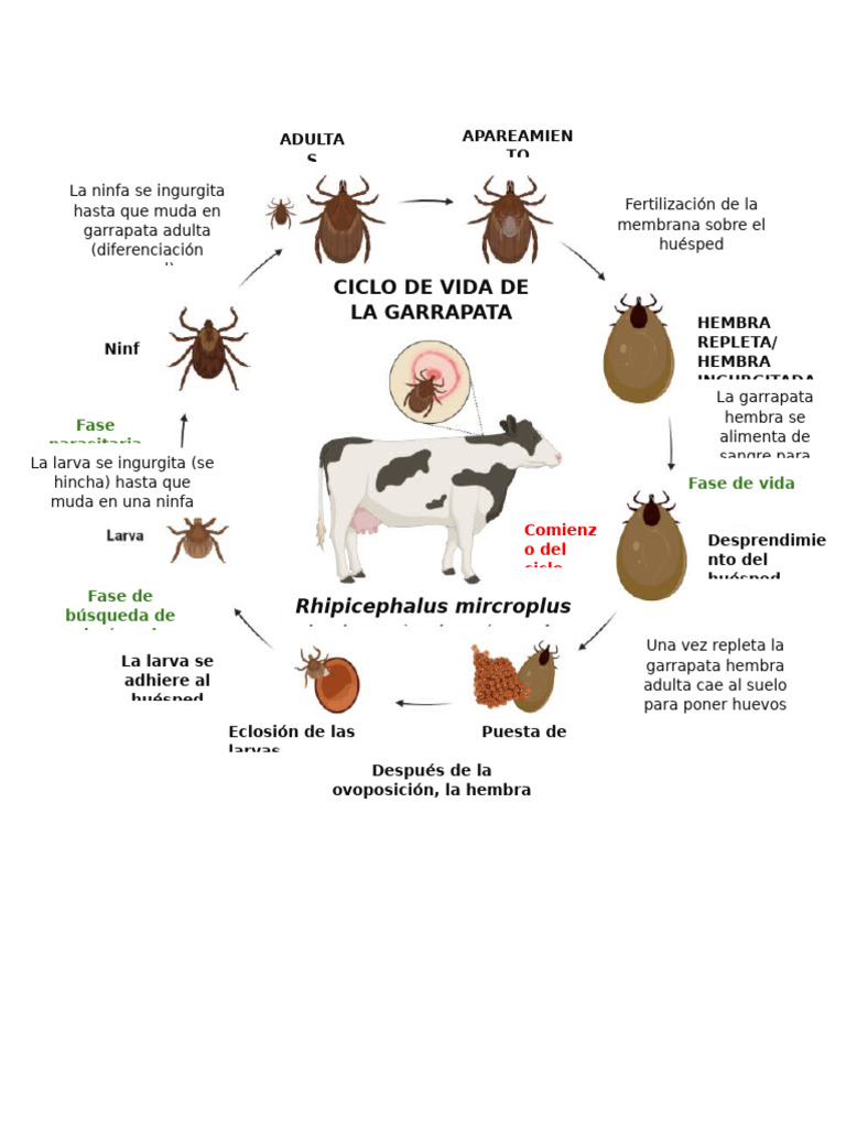 Garapatas | PDF | Zoología | Insectos