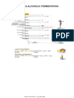 03 Glycolysis, Fermentations