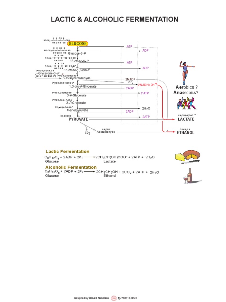 Lactic and Alcoholic Fermentation Process | PDF | Science & Mathematics