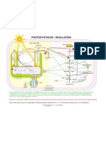 24 Photosynthesis Regulation