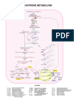 31 Isoprene Metabolism