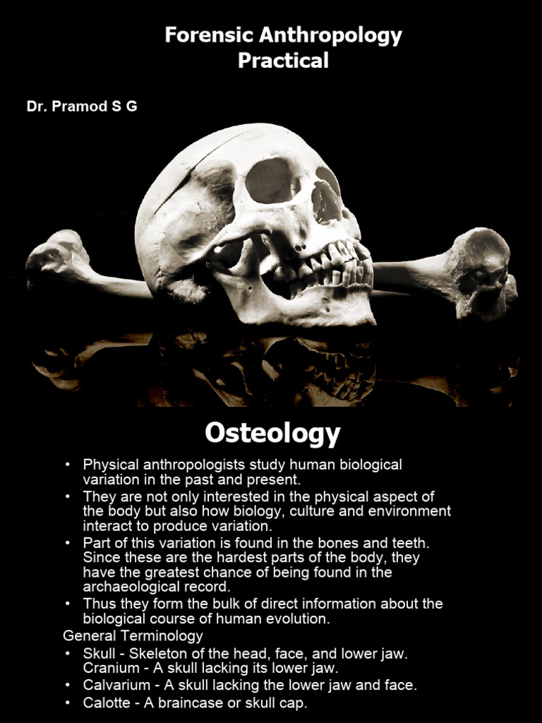 Forensic Anthropology: Osteology Overview | PDF | Skull | Primate Anatomy