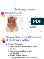 Ch27 Urinary System