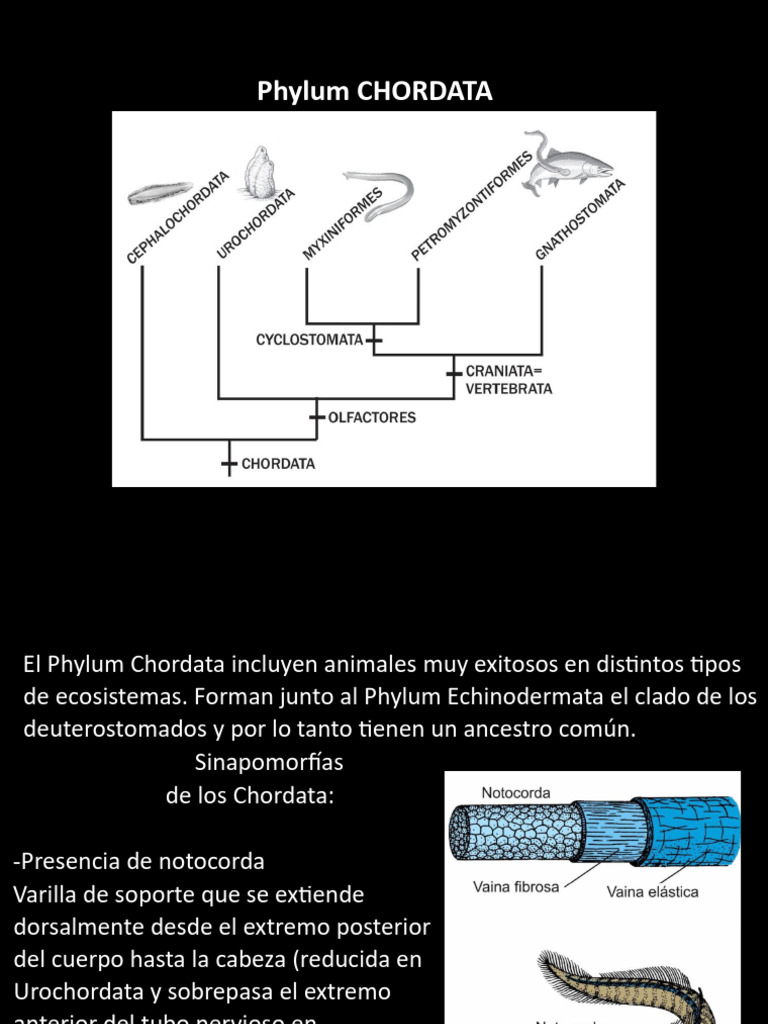 Características del Phylum Chordata | PDF | Cordados