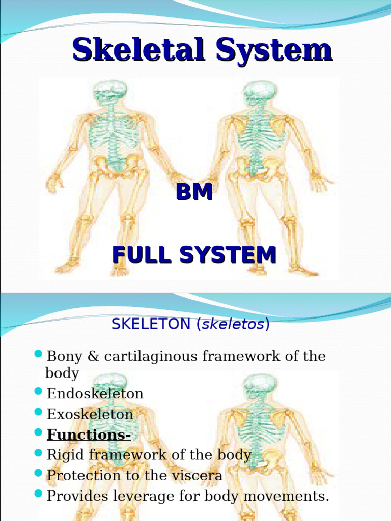 Skeletal System Ho | PDF | Vertebra | Skull