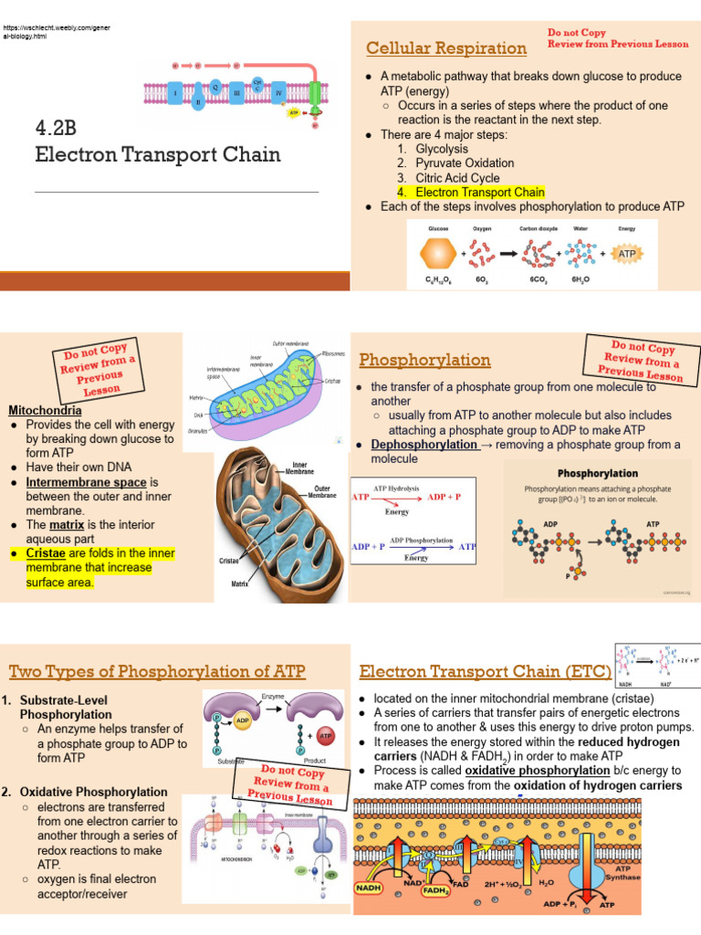 Electron Transport Chain in Cellular Respiration | PDF | Adenosine ...