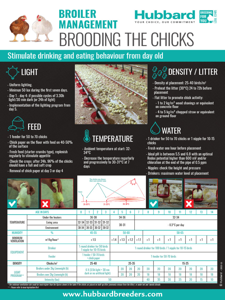 Broiler Chick Management Guidelines | PDF