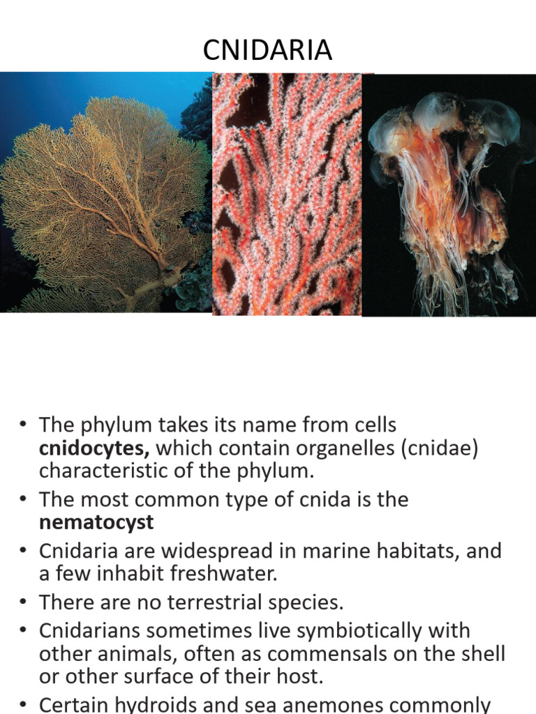 Cnidaria and Ctenophora | PDF | Venomous Animals | Zoology