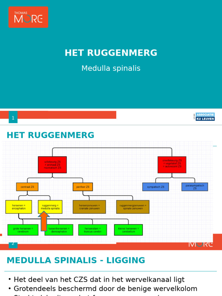 7 Het Ruggenmerg | PDF