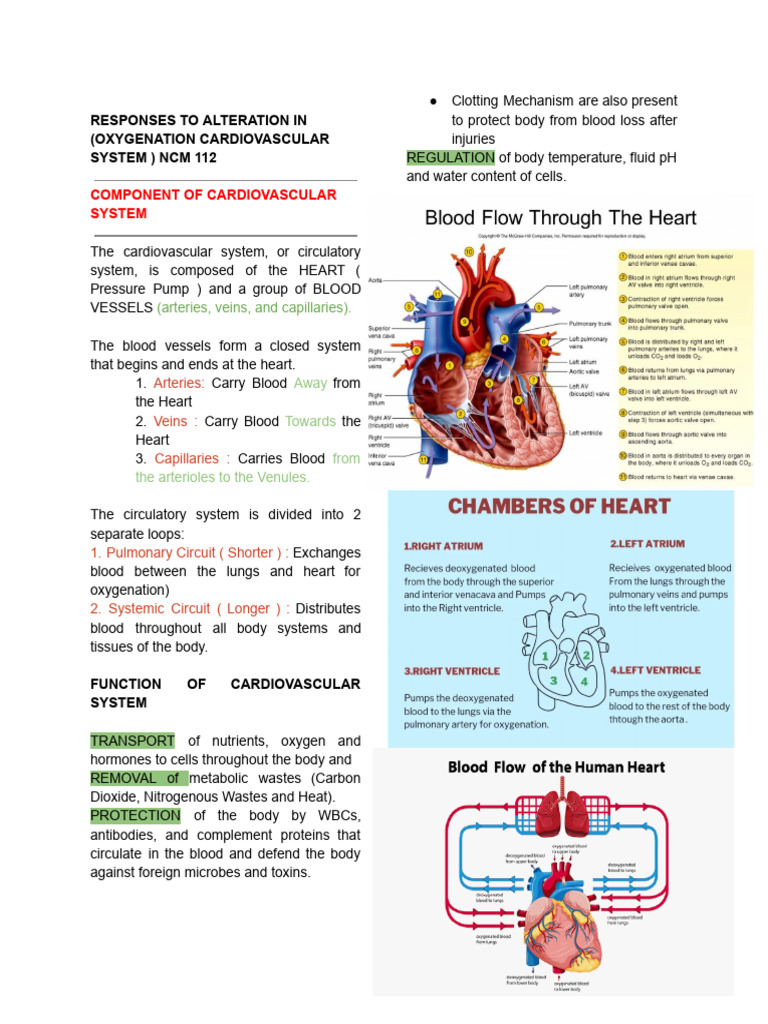 Cardiovascular | PDF | Circulatory System | Myocardial Infarction