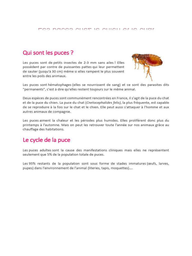 Puces chez chiens et chats : guide complet | PDF | Chiens | Chats