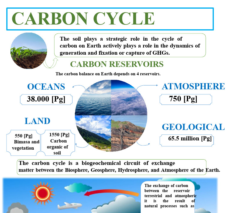 Understanding the Carbon Cycle Dynamics | PDF