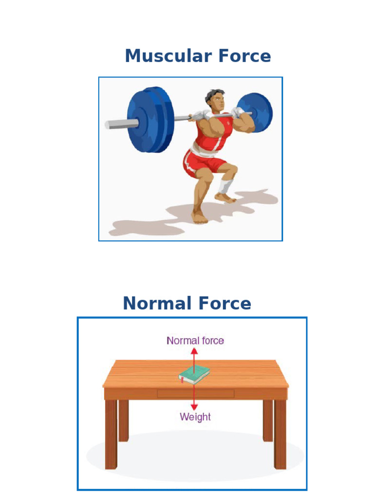 Muscular Force | PDF