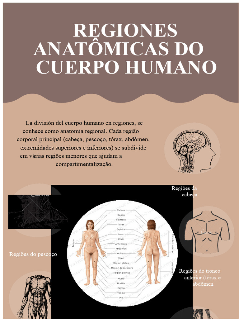 Regiões Anatômicas do Corpo Humano | PDF