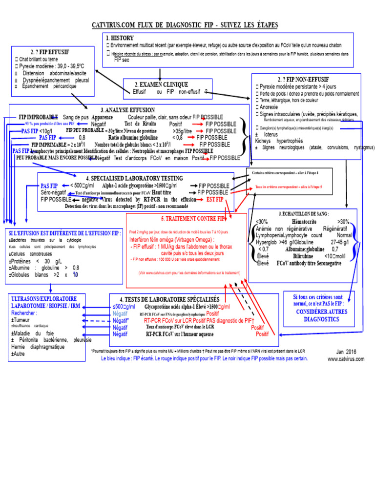 Diagnostic et traitement de la FIP féline | PDF | Maladies et troubles ...