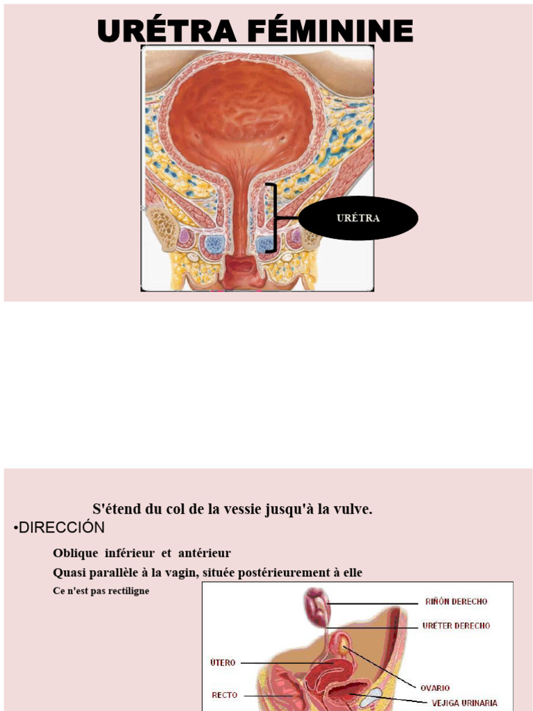 Anatomie de l'urètre féminin | PDF | Anatomie humaine | Bassin (anatomie)