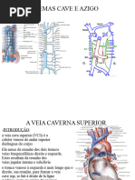 Anatomia do Sistema Venoso Ázigo | PDF | Veia | Coluna vertebral