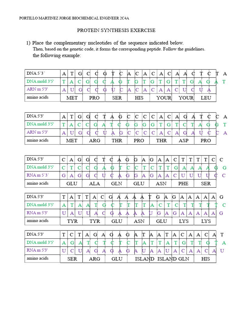 Protein Synthesis Exercise Guide | PDF