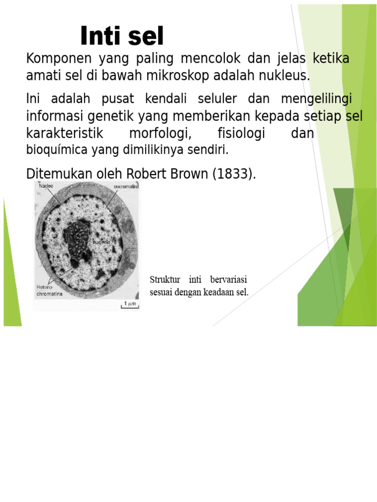 Struktur dan Fungsi Inti Seluler | PDF