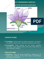 2.1. Morfología de Las Estructuras Reproductivas: Ii. Botanica Y Mejoramiento Genetico
