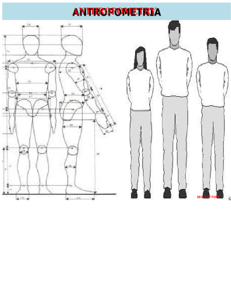 Understanding Anthropometry i…
