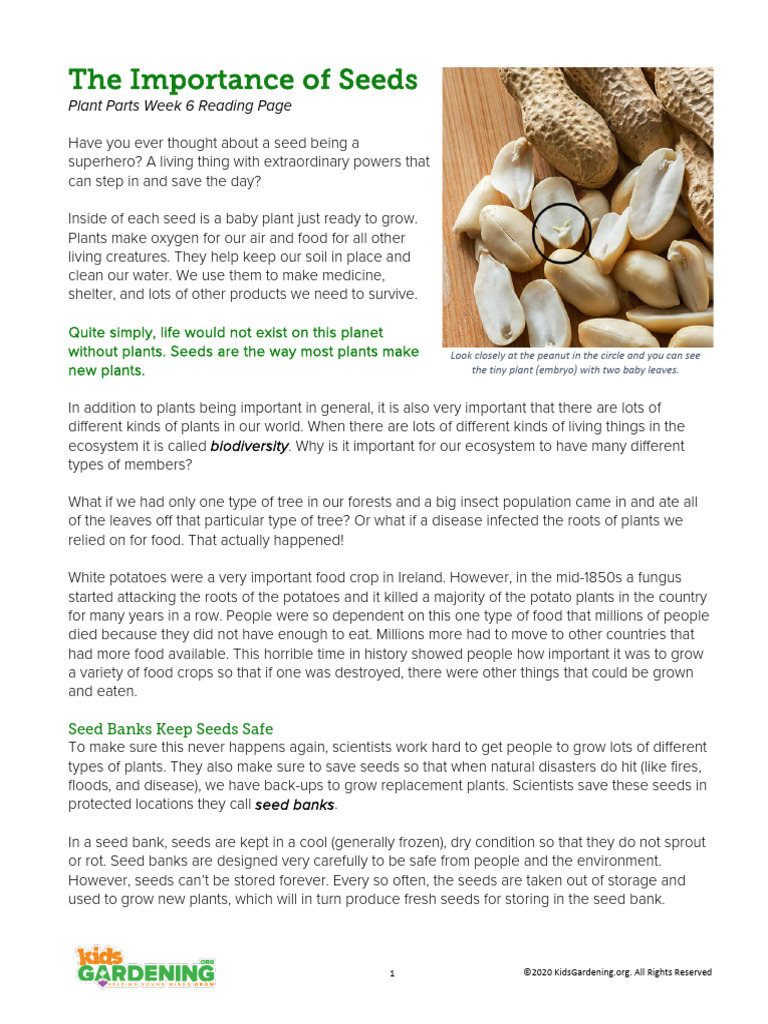 Importance of Seeds in Ecosystems | PDF | Seed | Plants