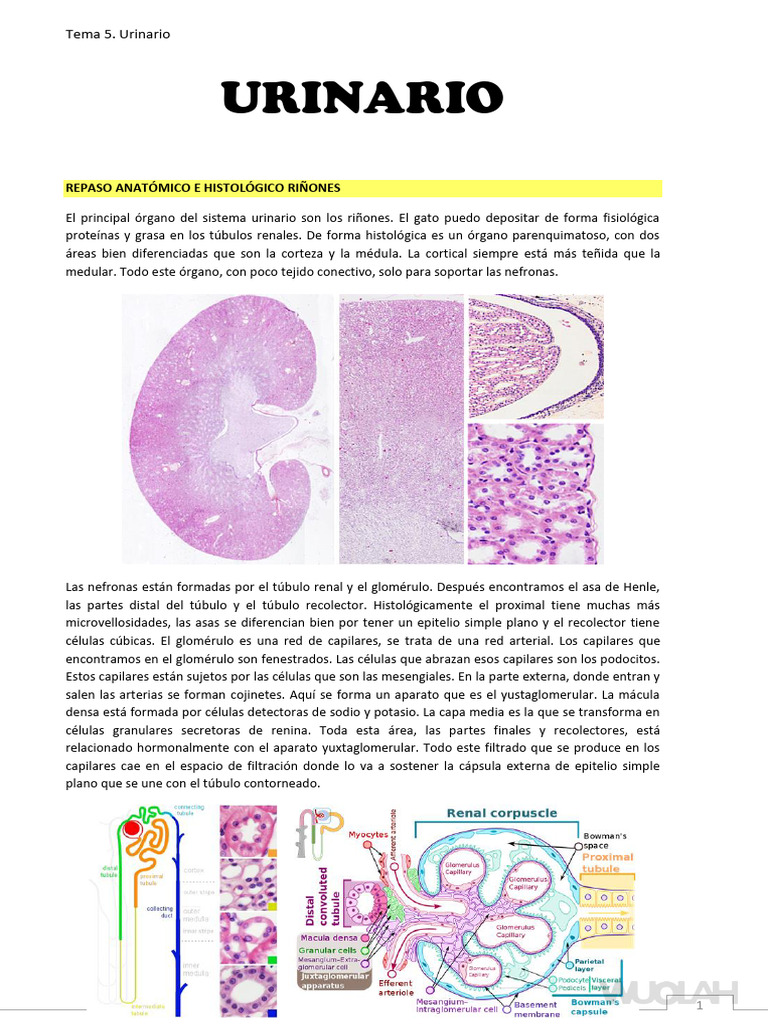 Tema 5. Sistema Urinario | PDF | Trombo | Riñón