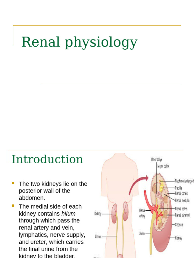 Overview of Renal Physiology and Function | PDF | Kidney